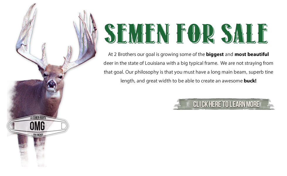 2 Brothers Whitetails — Louisiana Whitetail Deer Breeder and Whitetail