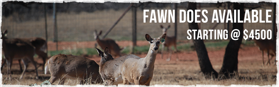 Fawn Does available