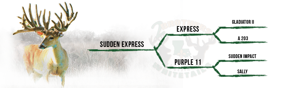 pedigree-suddenexpress